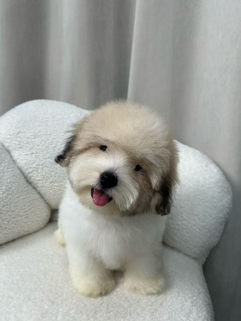 Coton de Tulear Puppy - Female Tri-Parti