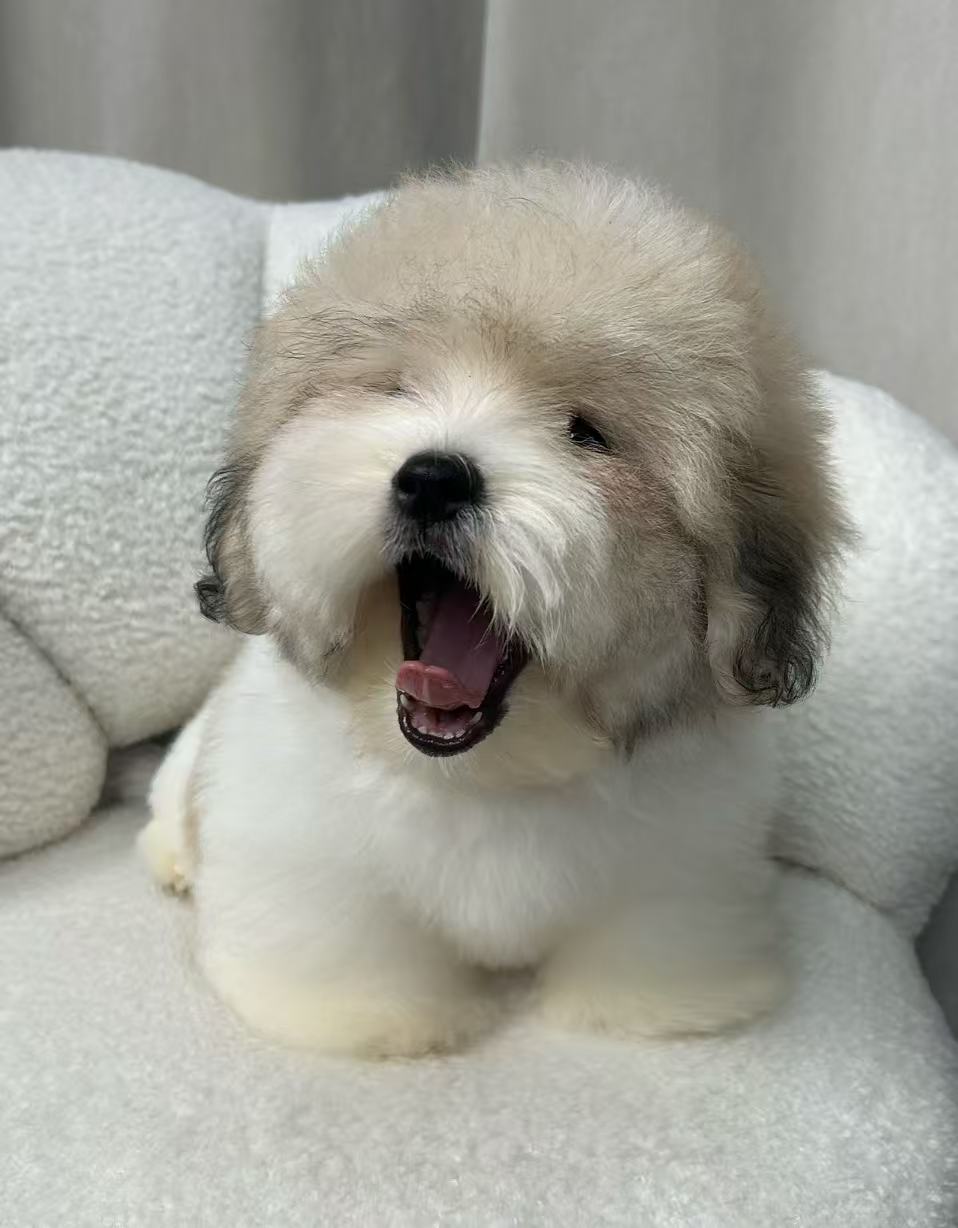 Coton de Tulear Puppy - Female Tri-Parti
