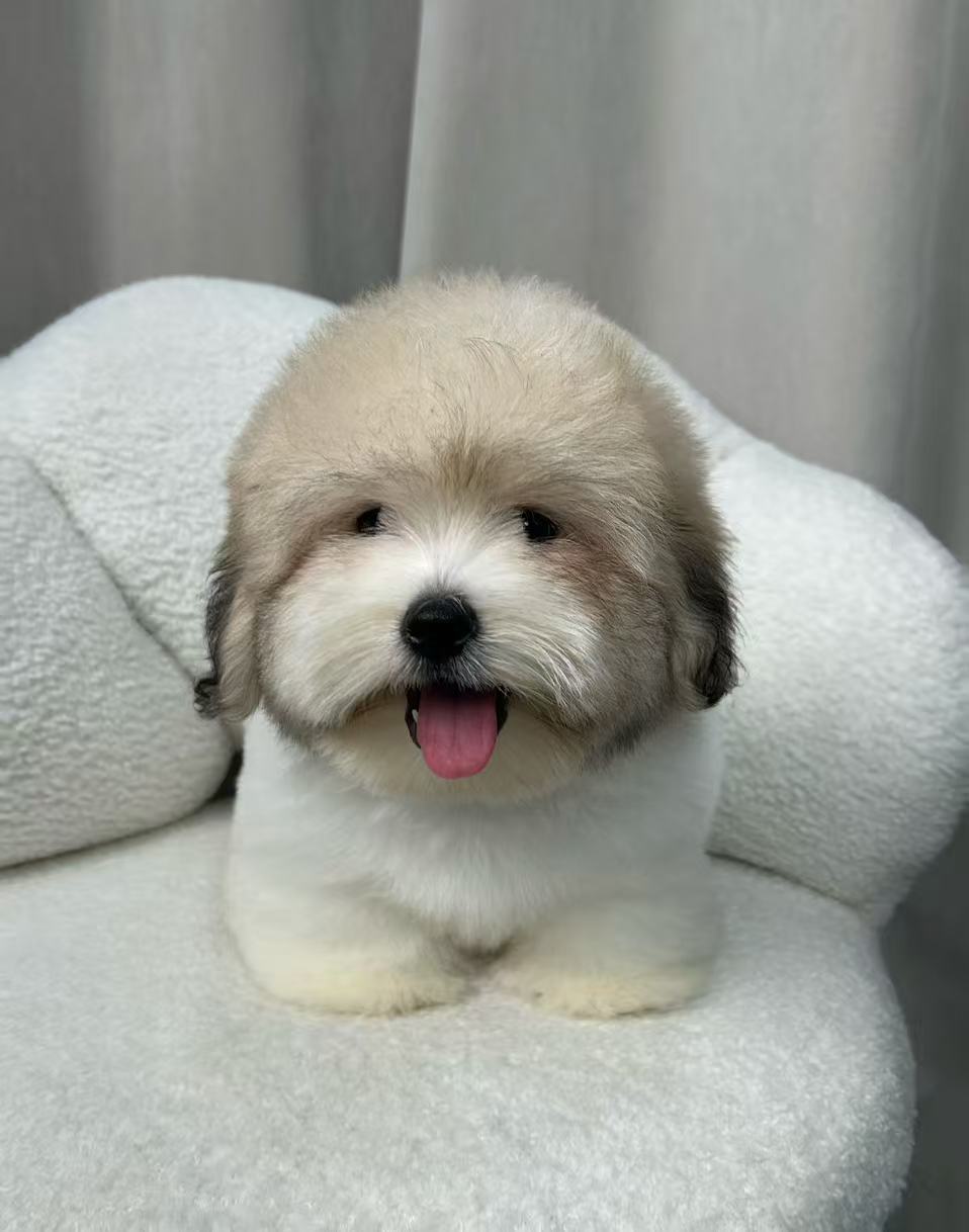Female tri-parti Coton de Tulear puppy