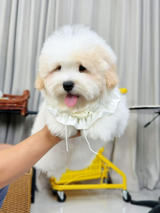 Coton de Tulear Puppy - Male Lemon Ears