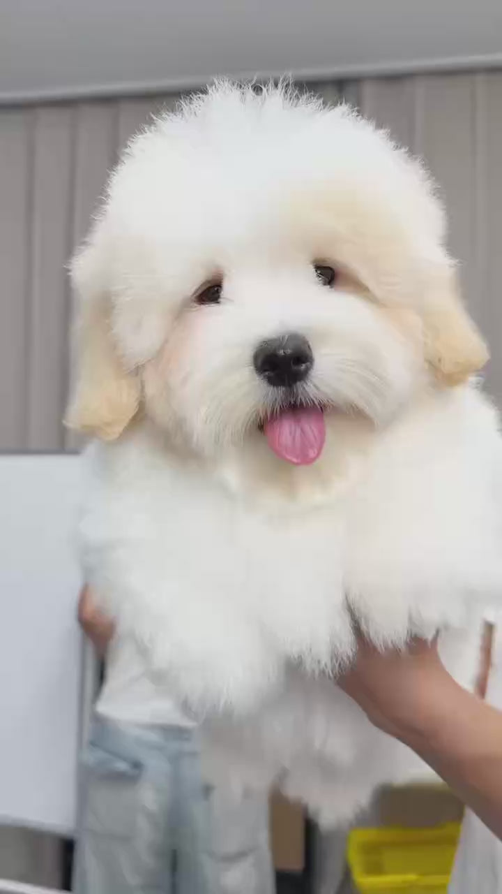 Load video: 